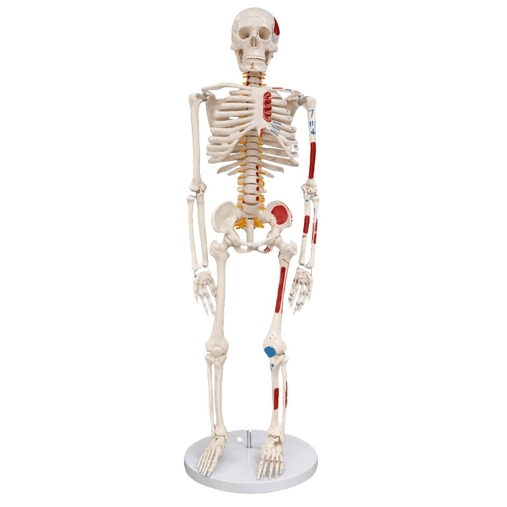 Anatomical Skeleton Model 85 cm
